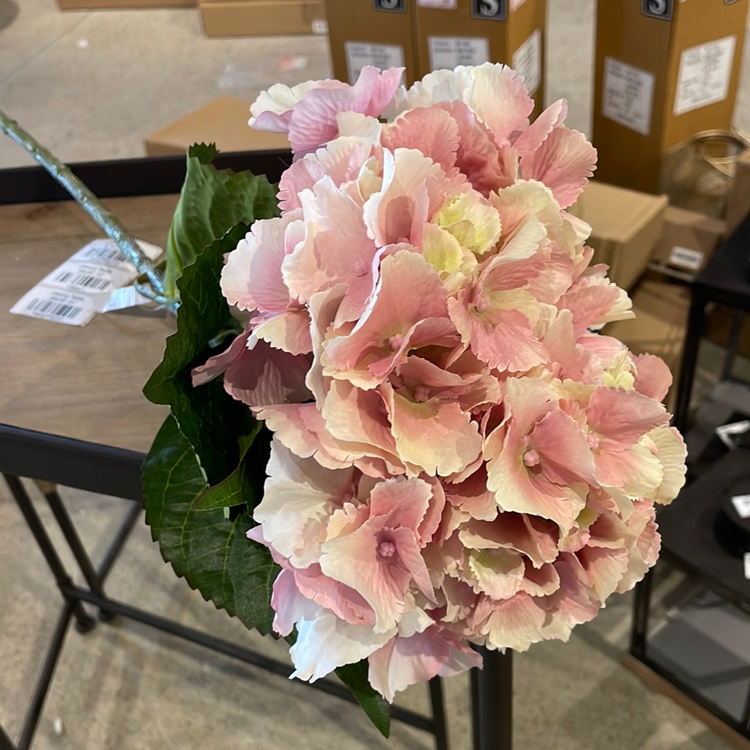 Pink Hydrangea Stem