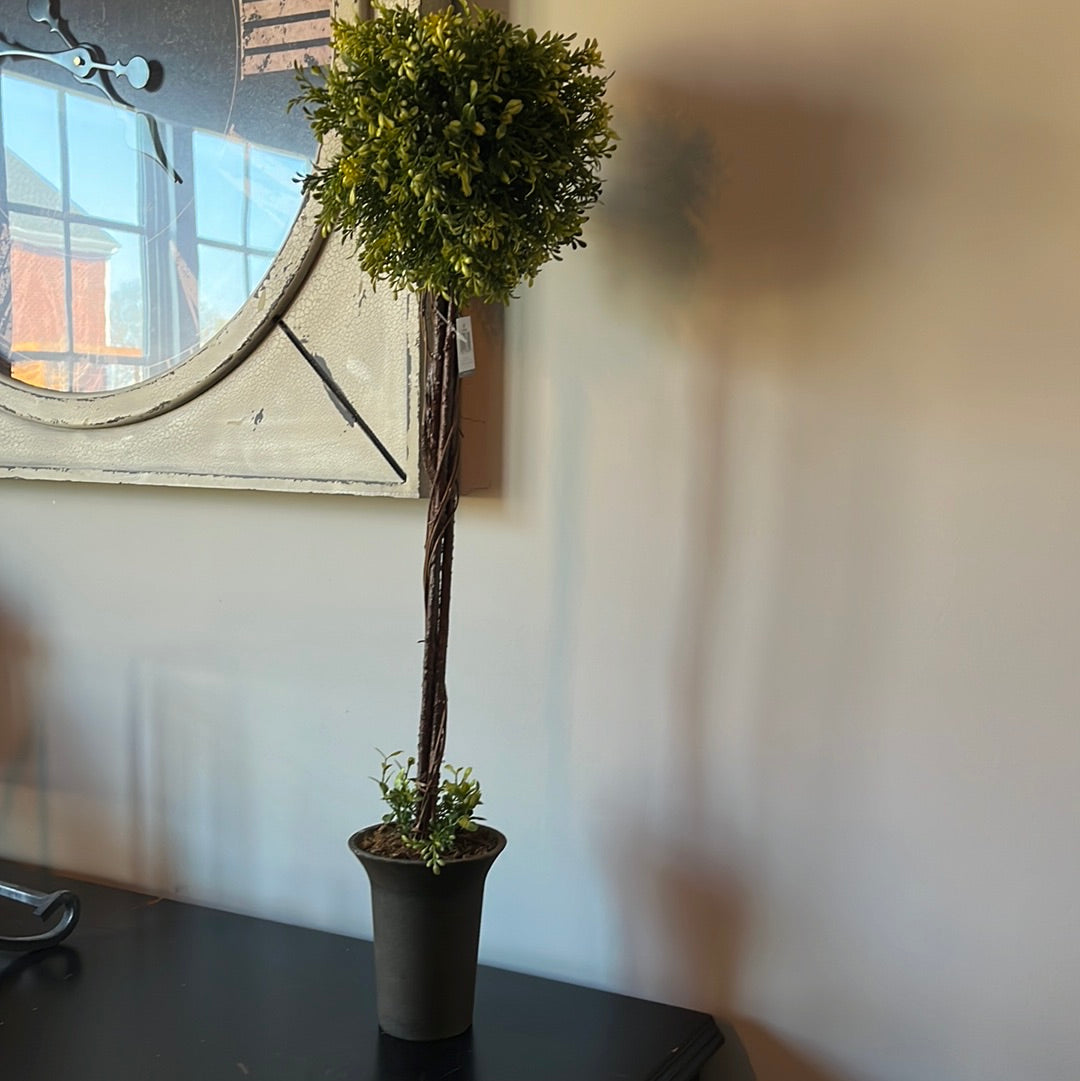 30” Tea leaf topiary